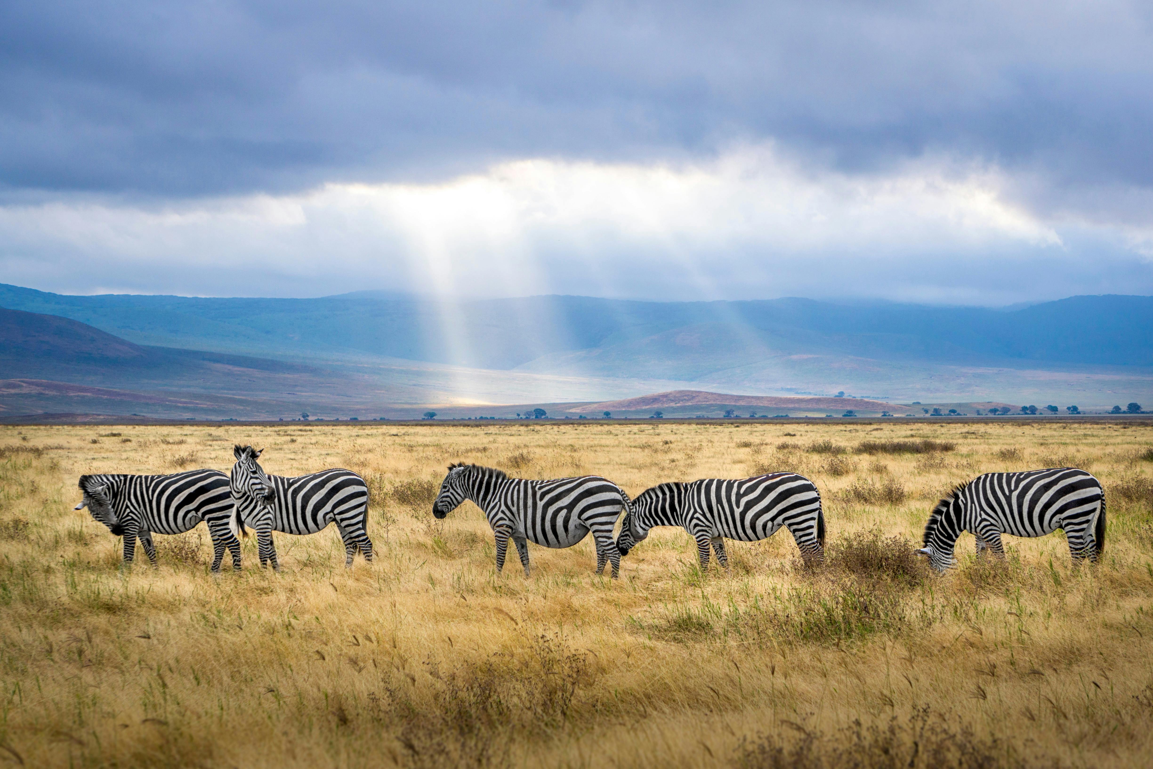 Vactravel ,Voyages à Votre Convenance , Agence de voyage Maroc Tanzania Exotique SAFARI + ZANZIBAR