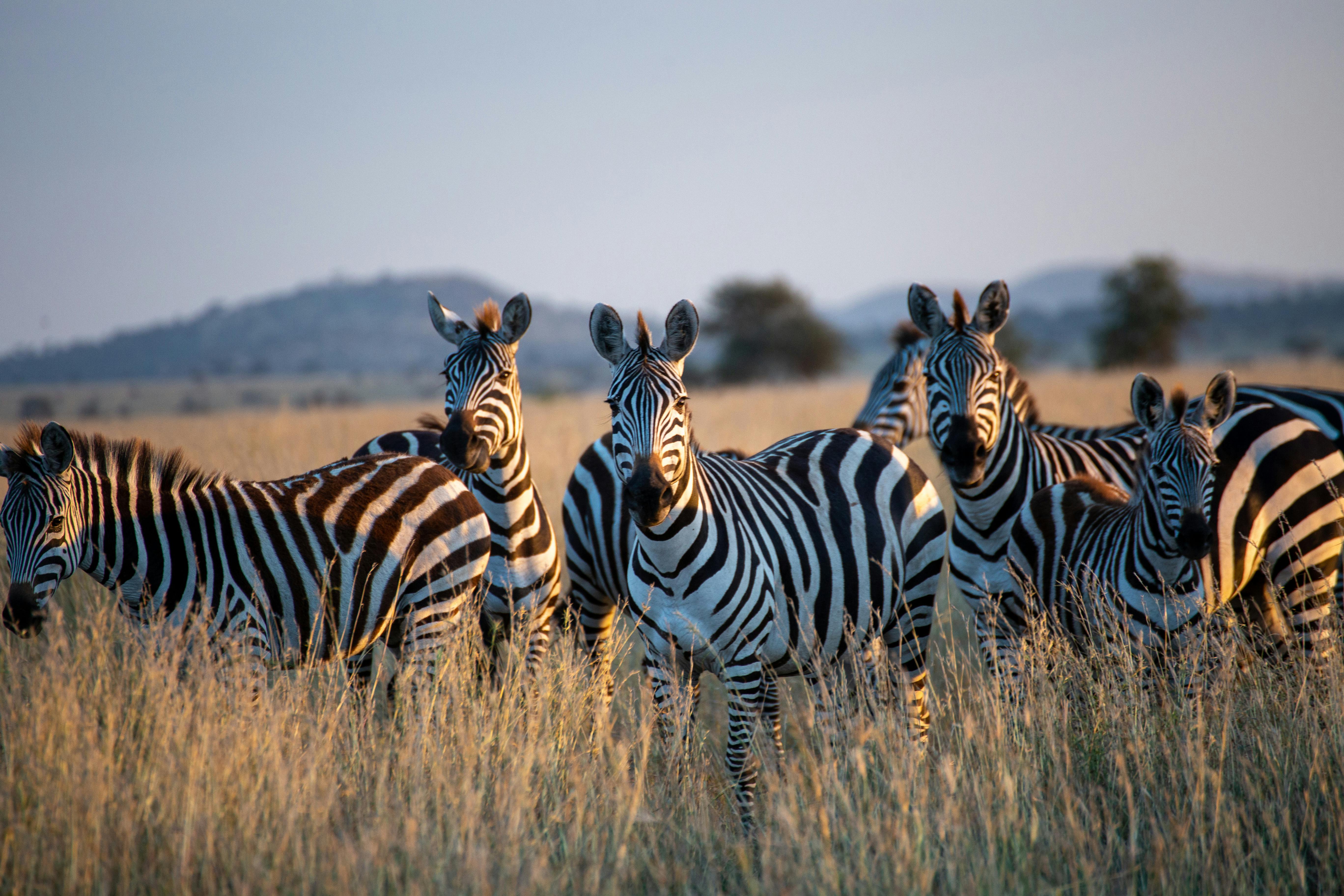 Vactravel ,Voyages à Votre Convenance , Agence de voyage Maroc Tanzania Exotique SAFARI + ZANZIBAR