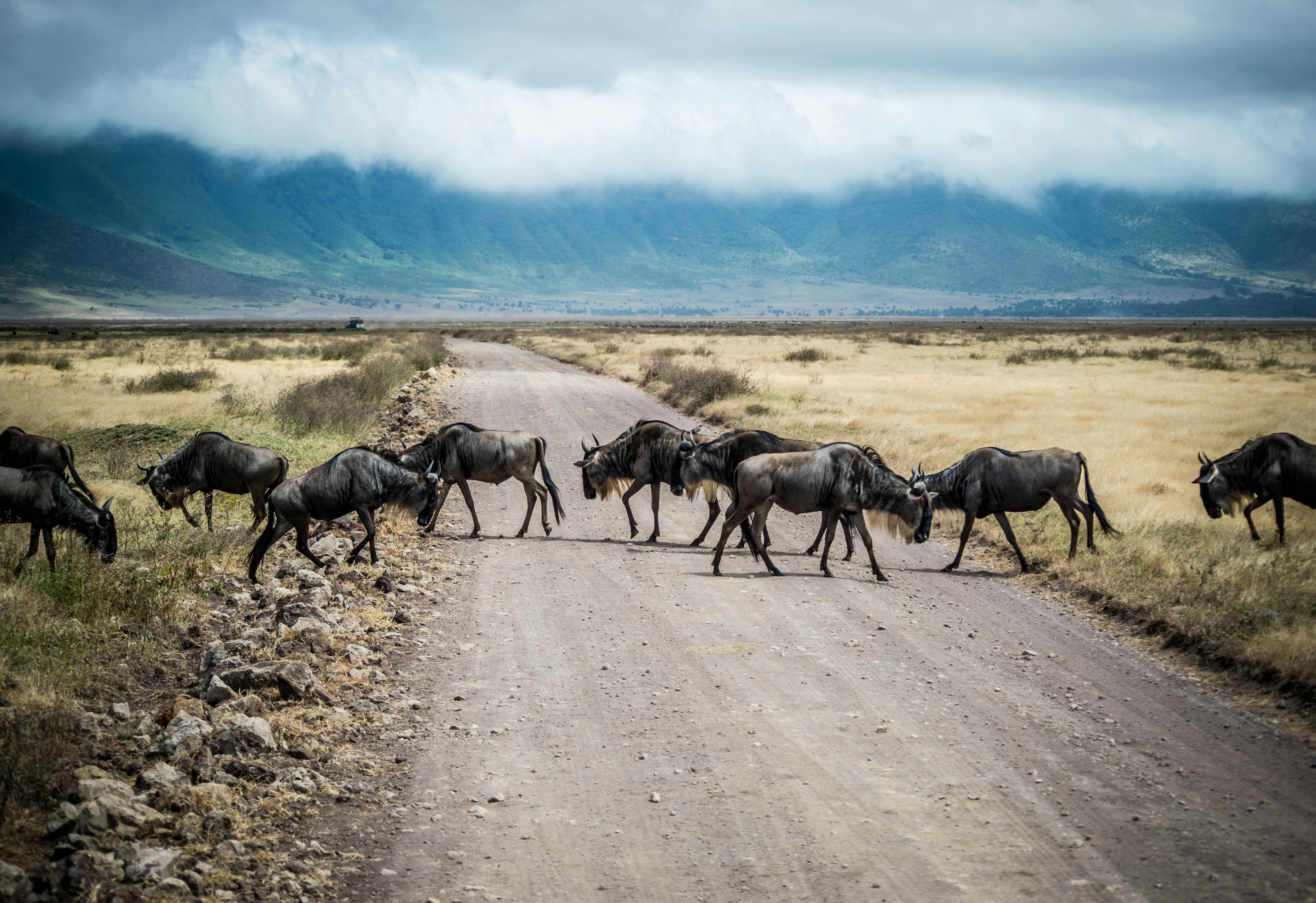 Vactravel ,Voyages à Votre Convenance , Agence de voyage Maroc Tanzania Exotique SAFARI + ZANZIBAR